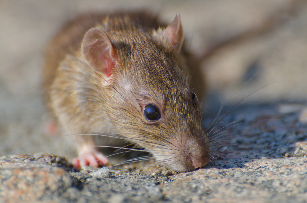 Dératisation rats souris Paris Île-de-France en urgence.