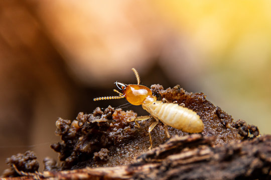 Gros plan pour la détection de termites xylophages