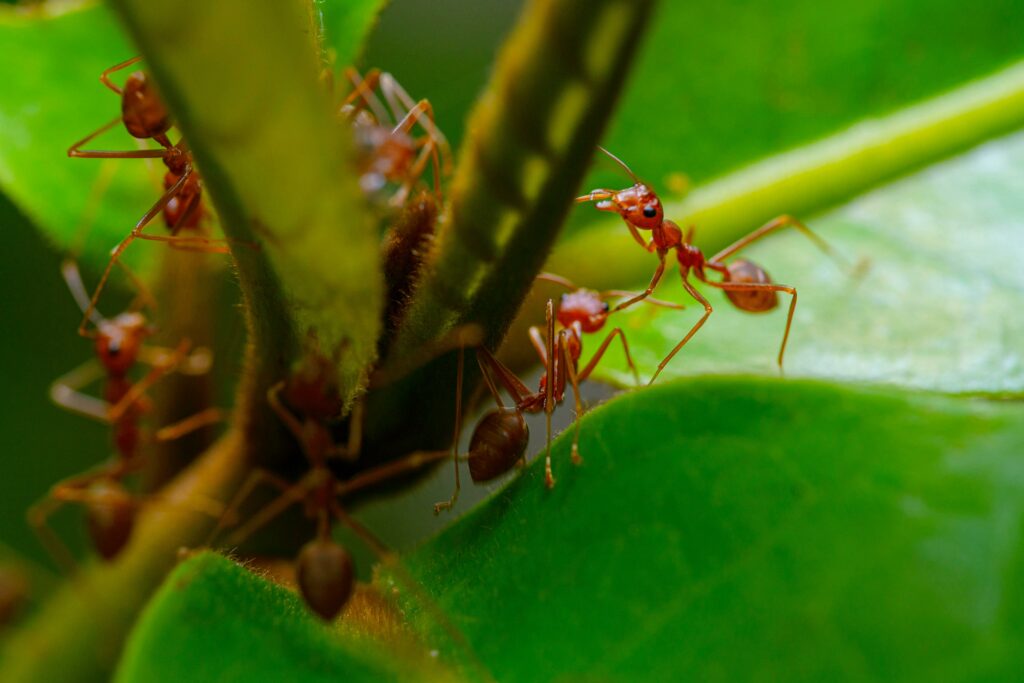 Fourmis rouges sur des feuilles, infestation à traiter par anti-fourmis