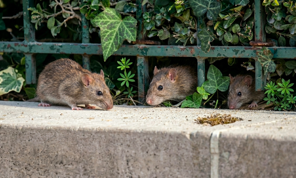 Rats revenant à l'automne dans les habitations en Île-de-France
