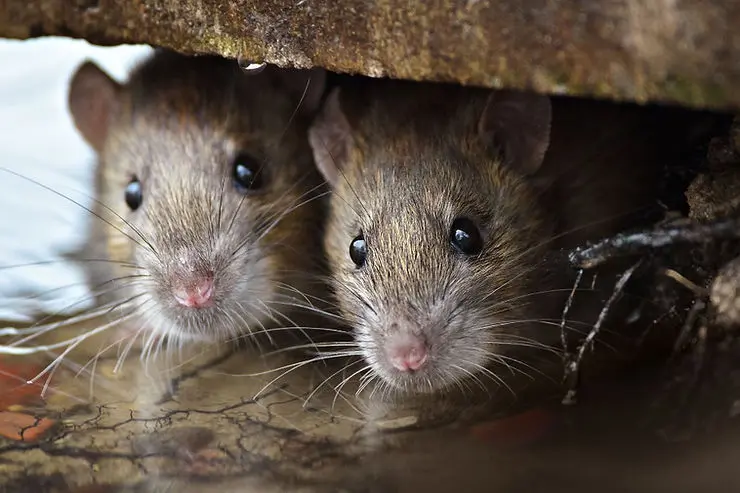 Différence entre rat et souris pour les identifier