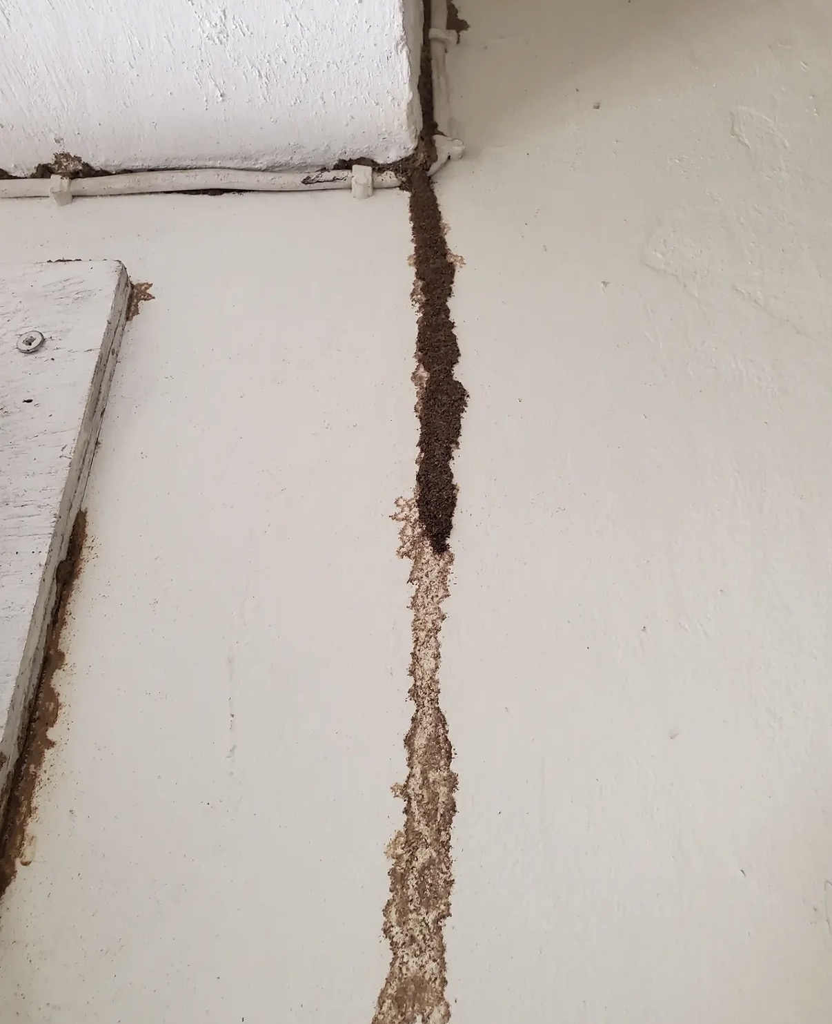 Traitement professionnel contre les termites dans une maison en Île-de-France